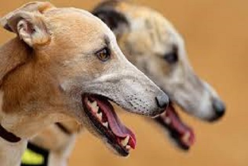 Greyhound  Racing